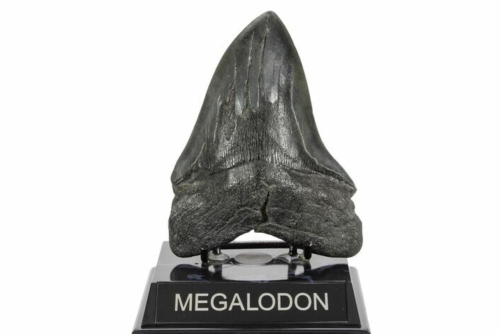Fossil Megalodon Tooth - South Carolina #369999